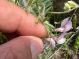 Vicia caesarea