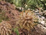 Astragalus panduratus