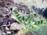 Astragalus camptoceras