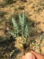 Astragalus chamaephaca