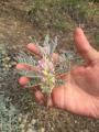 Astragalus micropterus