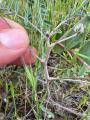 Astragalus oxyglottis