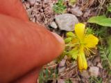 Hypericum montbretii