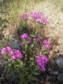 Centaurium erythraea