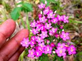 Centaurium erythraea