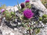 Cirsium vulgare