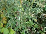 Cirsium vulgare