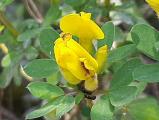 Cytisus hirsutus