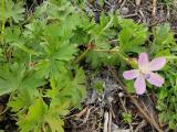 Geranium asphodeloides