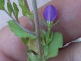 Legousia speculum-veneris