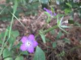 Legousia speculum-veneris