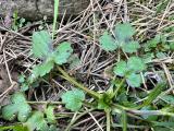 Ranunculus constantinopolitanus