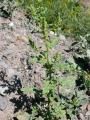 Chenopodium botrys