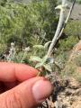 Stachys bombycina