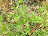 Clematis viticella