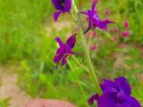 Consolida regalis subsp. paniculata