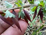 Corydalis wendelboi subsp. congesta