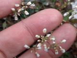 Draba muralis