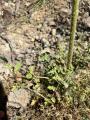 Laserpitium hispidum