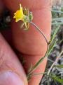 Linaria simplex