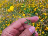 Lotus corniculatus var. tenuifolius