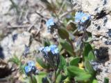 Myosotis ramosissima