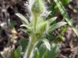 Ranunculus argyreus