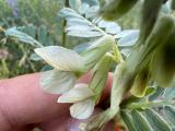 Vicia pannonica