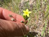 Centaurium maritimum