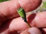 Papaver dubium