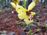 Verbascum xanthophoeniceum