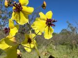 Verbascum xanthophoeniceum