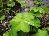 Alchemilla mollis 
