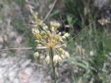 Allium pseudoflavum 