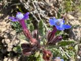 Anchusa stylosa 