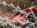 Artemisia austriaca 