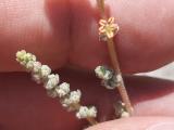 Bassia prostrata 