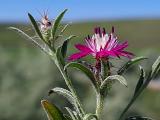 Centaurea patula 