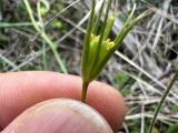 Gagea peduncularis 