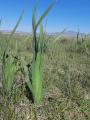 Iris orientalis 