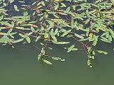 Polygonum amphibium 