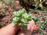 Telephium imperati subsp. orientale 