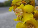 Verbascum splendidum 