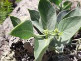 Vincetoxicum canescens subsp. pedunculata 