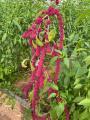 Amaranthus caudatus