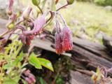 Mattiastrum leptophyllum