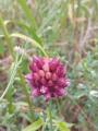 Allium rotundum