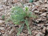 Thesium aureum