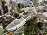 Tanacetum densum subsp. sivasicum