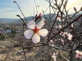 Prunus amygdalus